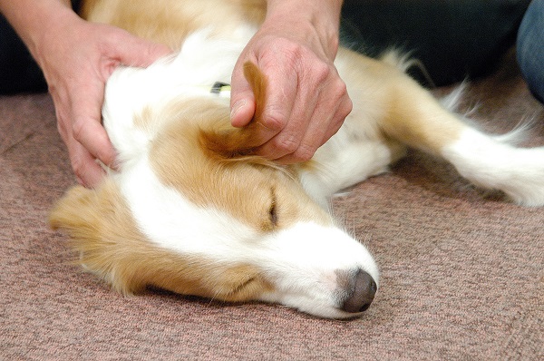 怖がり 神経質な犬をリラックスさせる方法 ｔタッチ