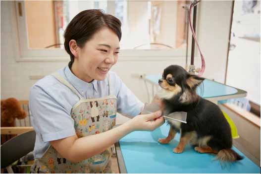 せん 犬 絞り もん こう 肛門腺の絞り方