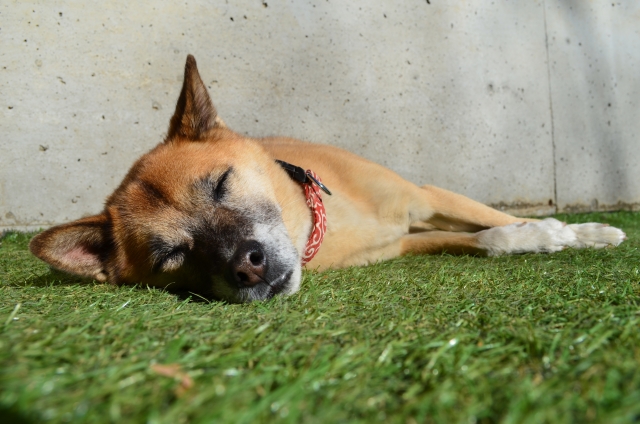 犬も老化は足から 丈夫な足腰を作る簡単エクササイズ