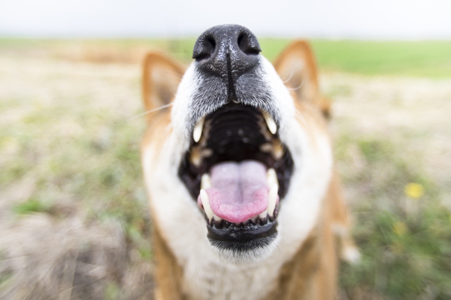 犬の 困りごと が深刻化する前に 対策法 1 吠え