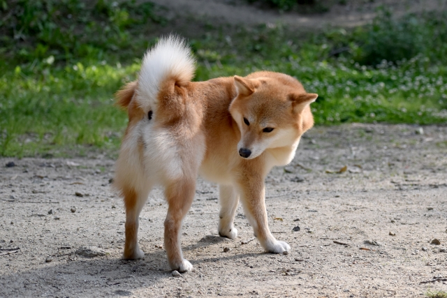 愛犬のためのホリスティックグルーミングレッスン 6 肛門腺絞り