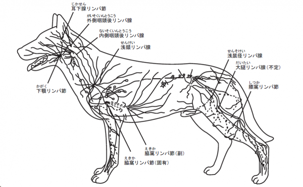 犬のリンパ系