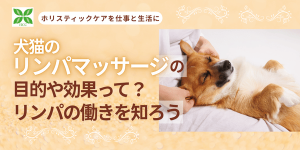 犬猫のリンパマッサージの目的や効果って？2