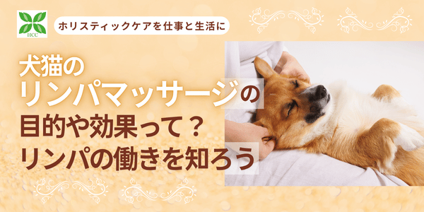 犬猫のリンパマッサージの目的や効果って?2