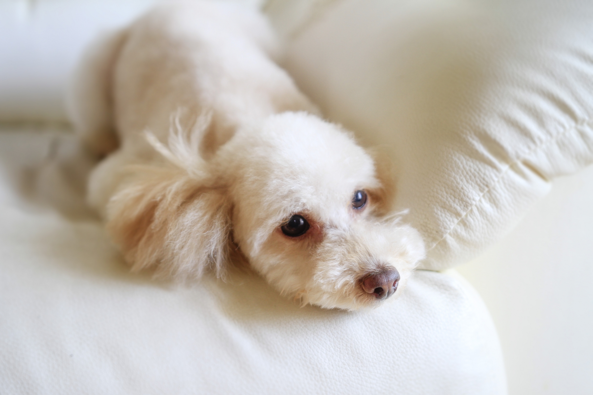 犬部屋寝そべる