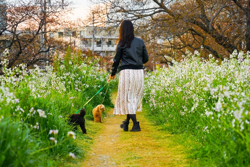 犬と草原