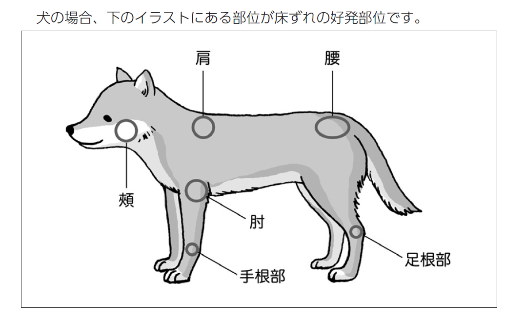 犬の床ずれが起こりやすい場所