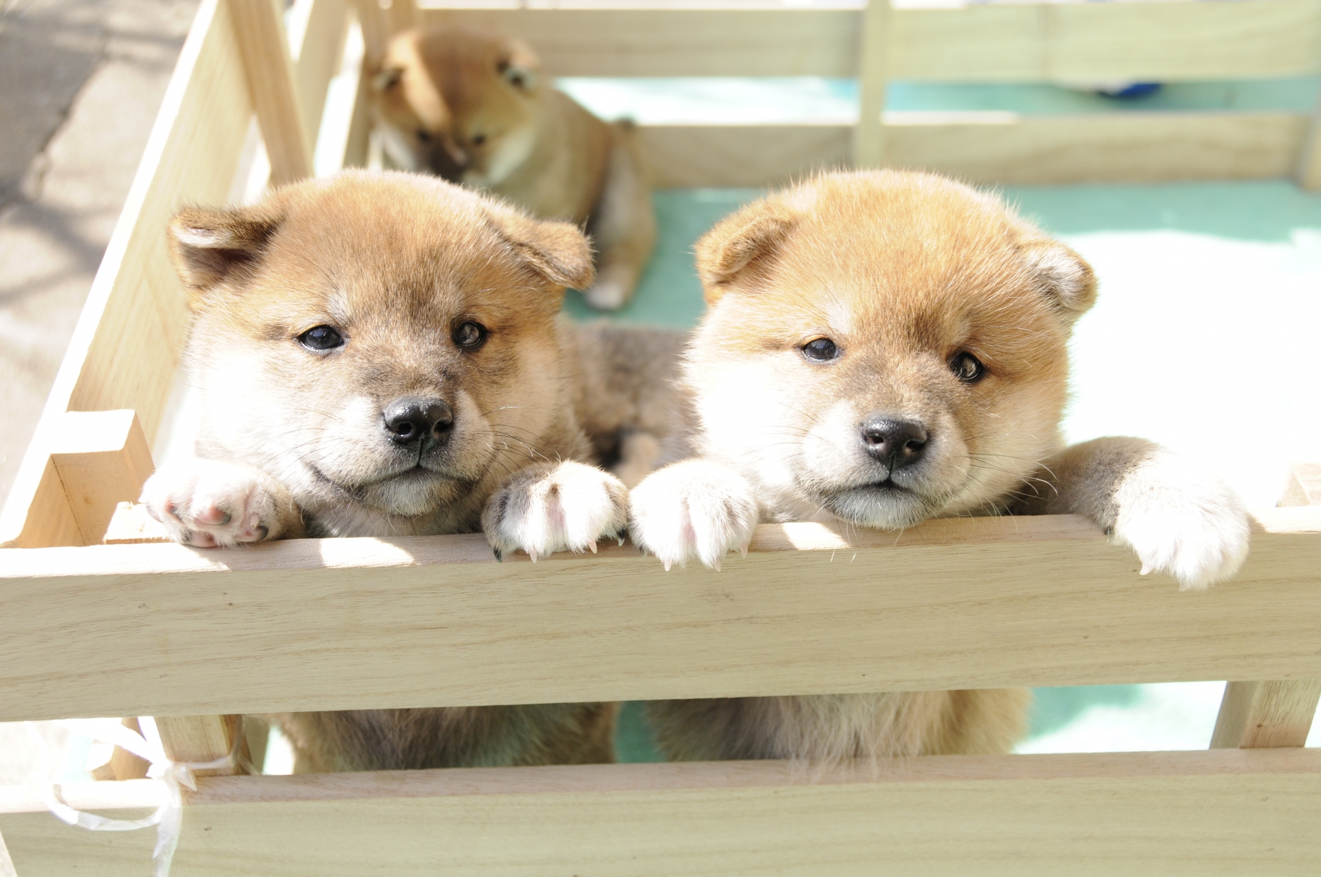 柴犬子犬