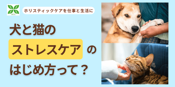 犬と猫のストレスケアの始め方って?