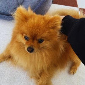 にこまる