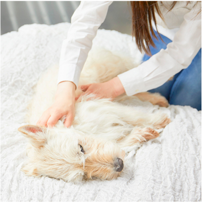 マッサージ中の犬