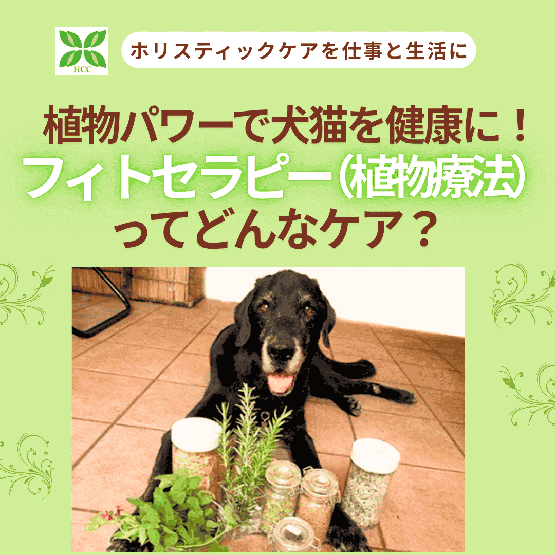 フィトセラピーってどんなケア