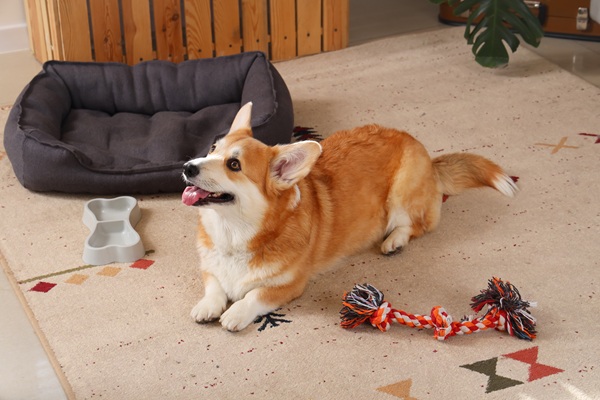 部屋で遊ぶコーギー