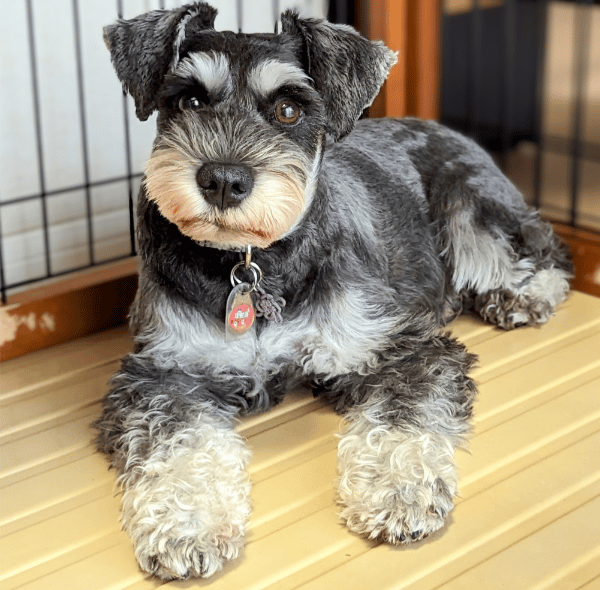 クレートの前に座る犬
