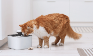 水を飲む猫