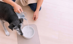 水を灌ぐ犬の飼い主