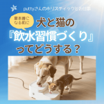 犬と猫の『飲水習慣づくり』ってどうする