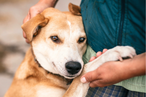 甘える犬
