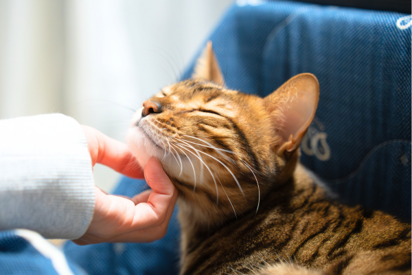 喉を鳴らす猫