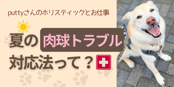 夏の肉球トラブル対応法って